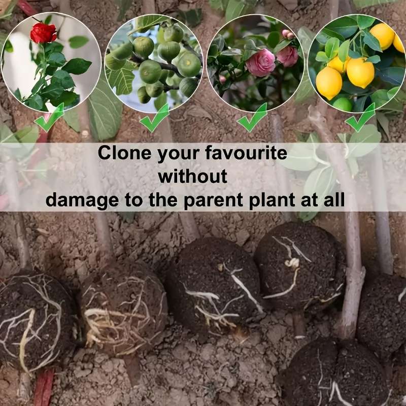 10-Piece Plant Root Growth Box