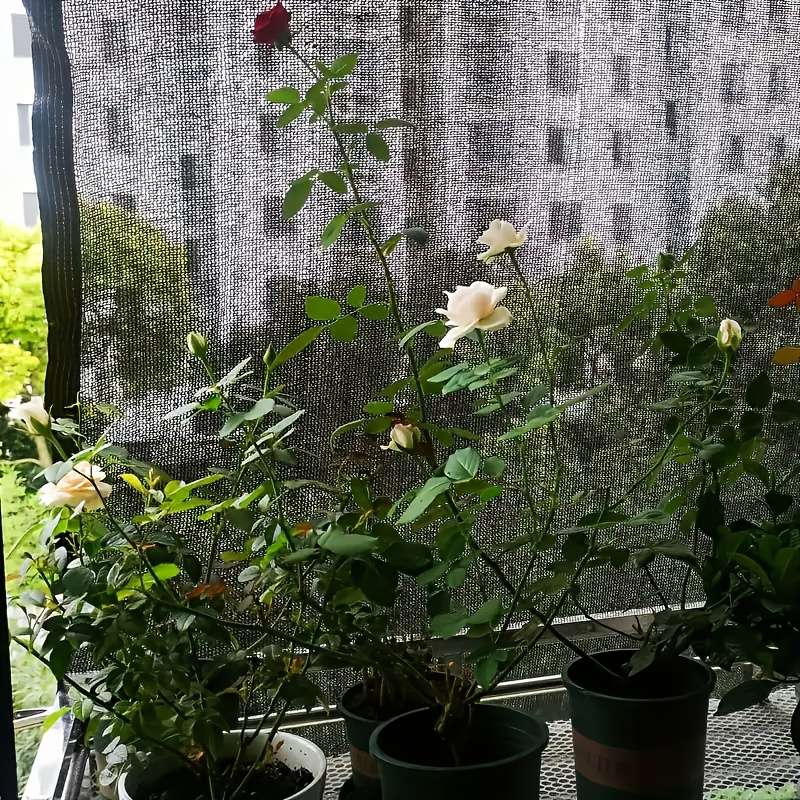 1 Piece Of Thickened Pe Sunshade Net 2x3m