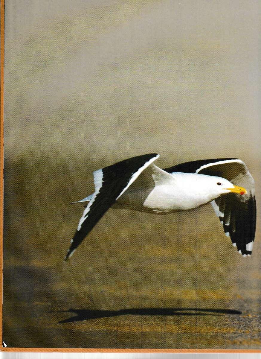 PLETTENBERG BAY, AND THE PARADISE COAST by PATRICIA STORRAR