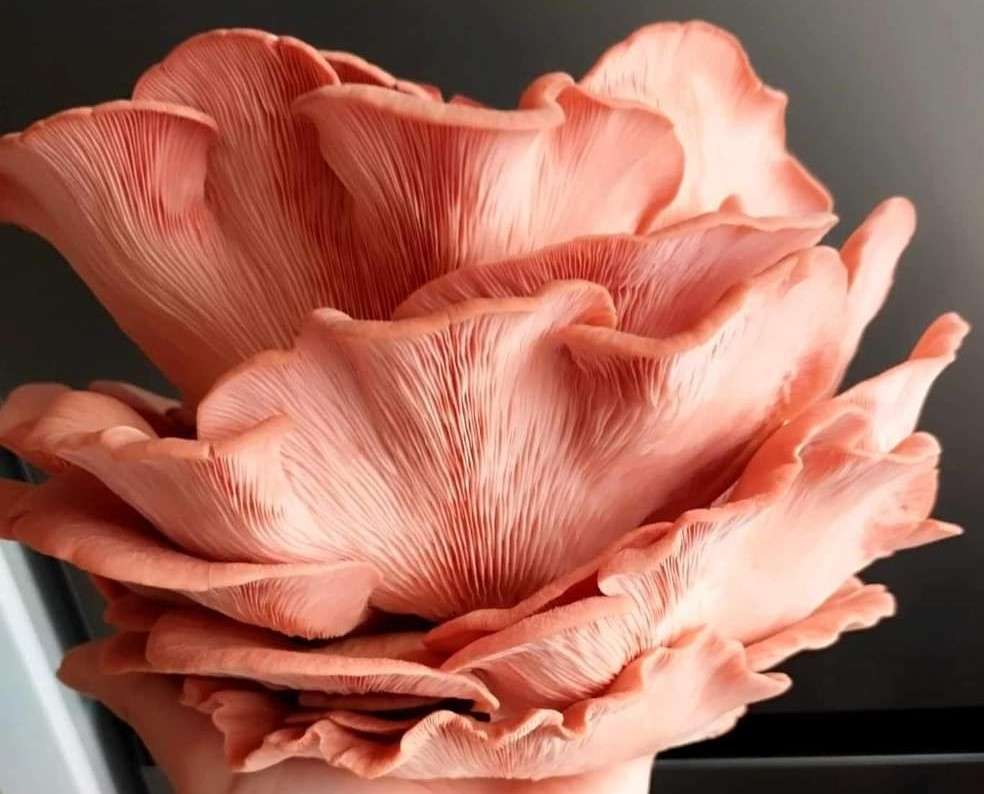 Pink Oyster Mushroom grow kit (5L/2.5kg)
