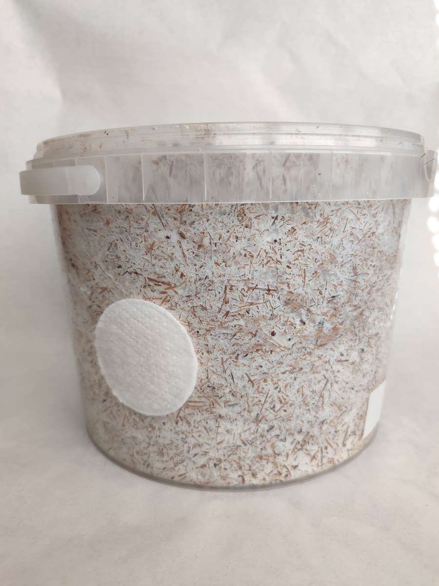 Pink Oyster Mushroom grow kit (5L/2.5kg)