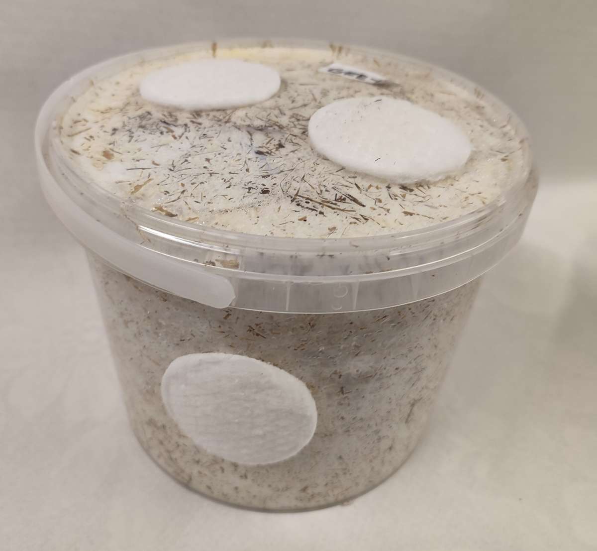 Oyster Mushroom Variety grow kits (5 x 2.5L/1.25kg)