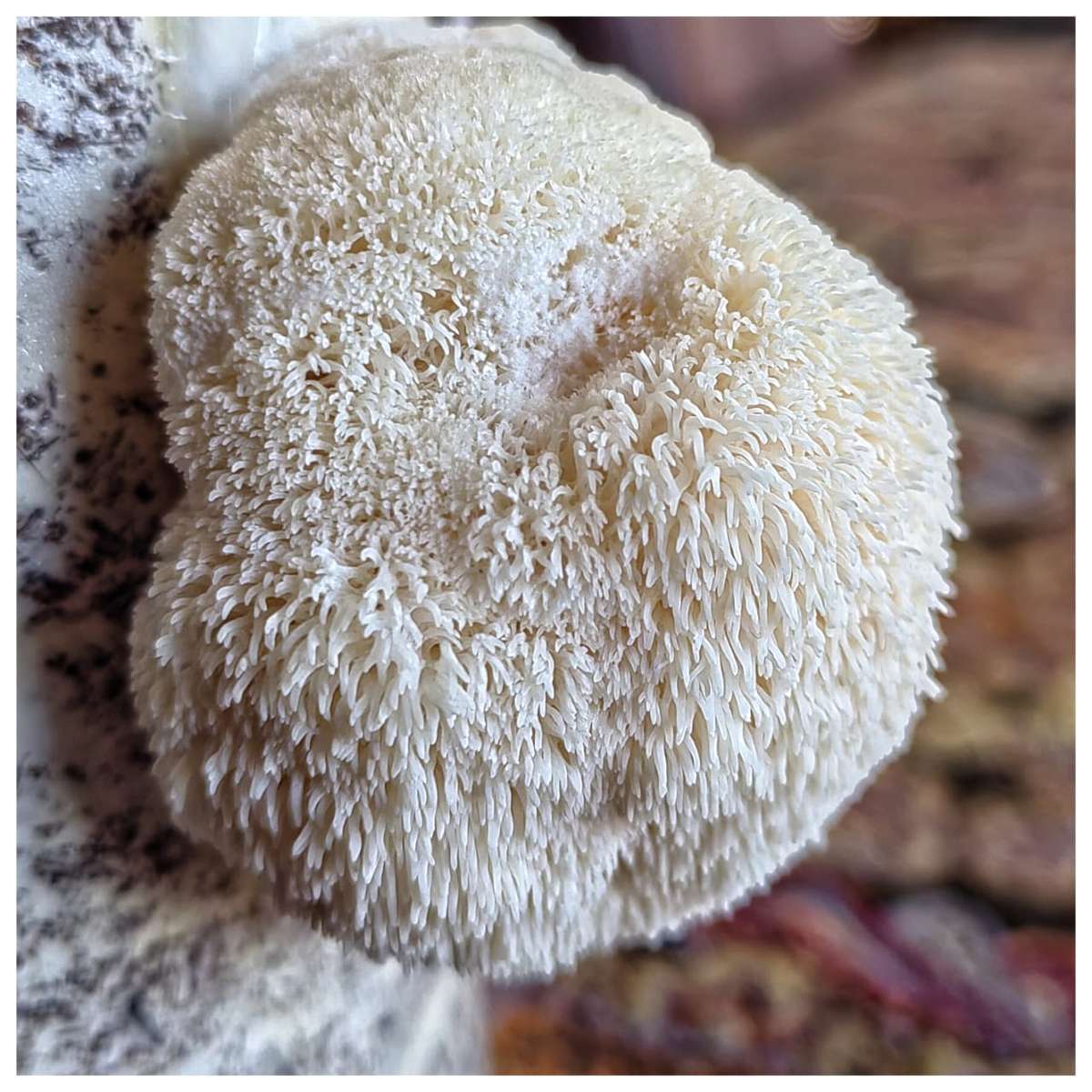 Lions mane Grow kit Pack (3xLions mane kit)