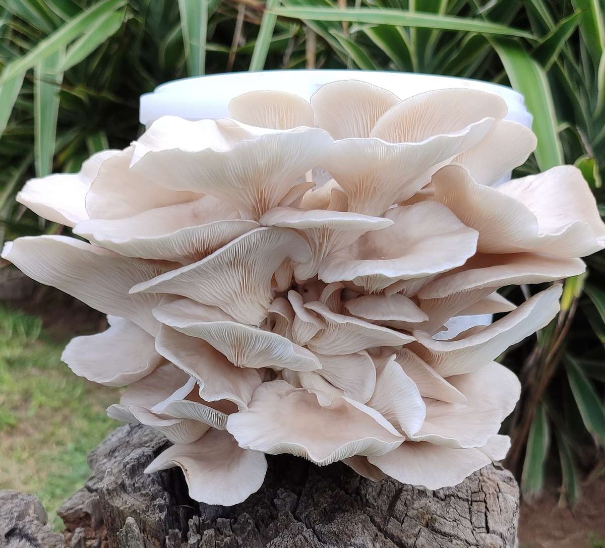 Grey Pearl oyster mushroom grow kit (2.5L/1.25kg)