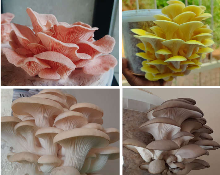 Oyster Mushroom Variety grow kits (5 x 2.5L/1.25kg)