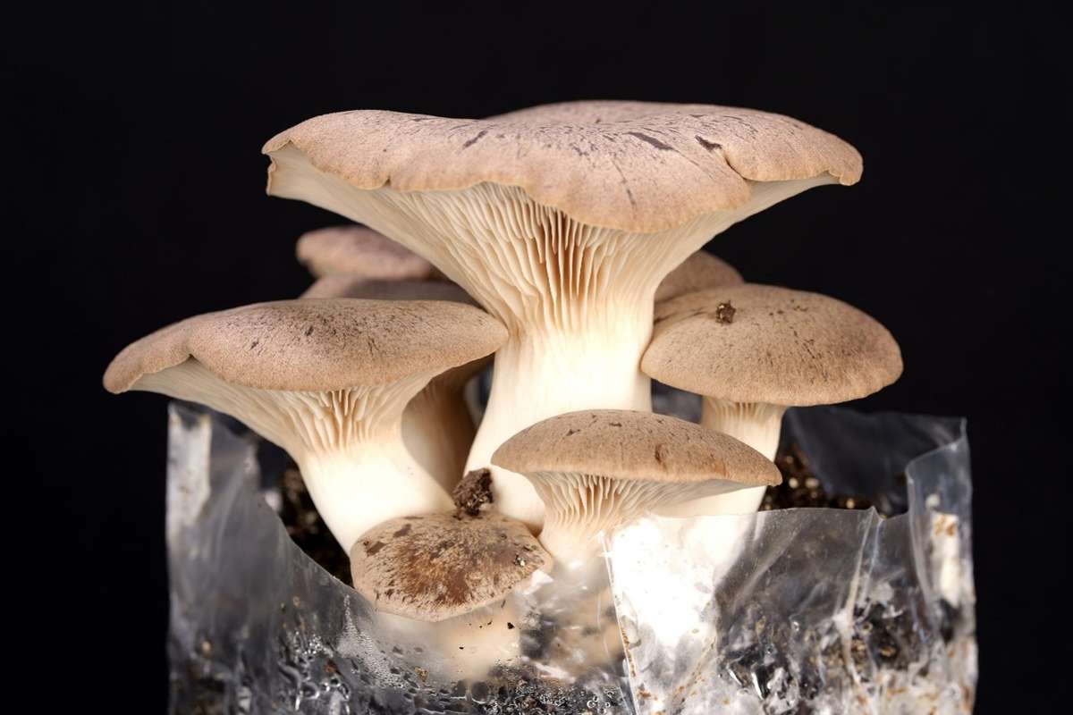 King Oyster Mushroom grow kit