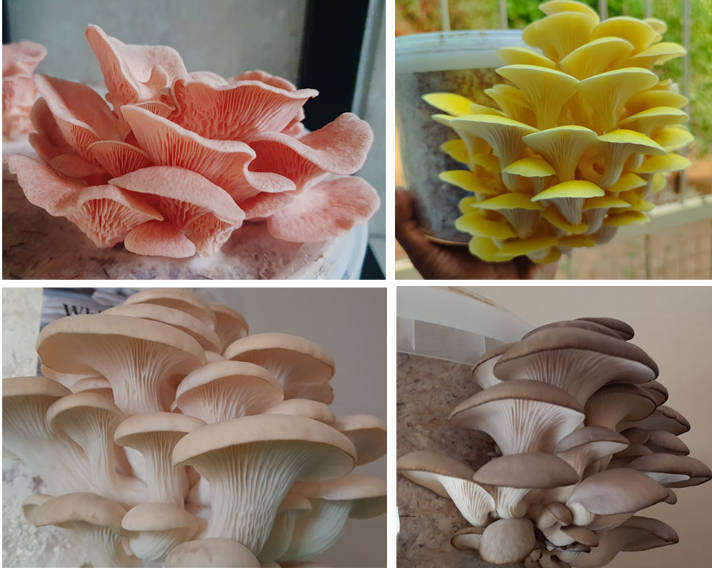 Oyster Mushroom Variety grow kits (3 x 5L/2.5kg)