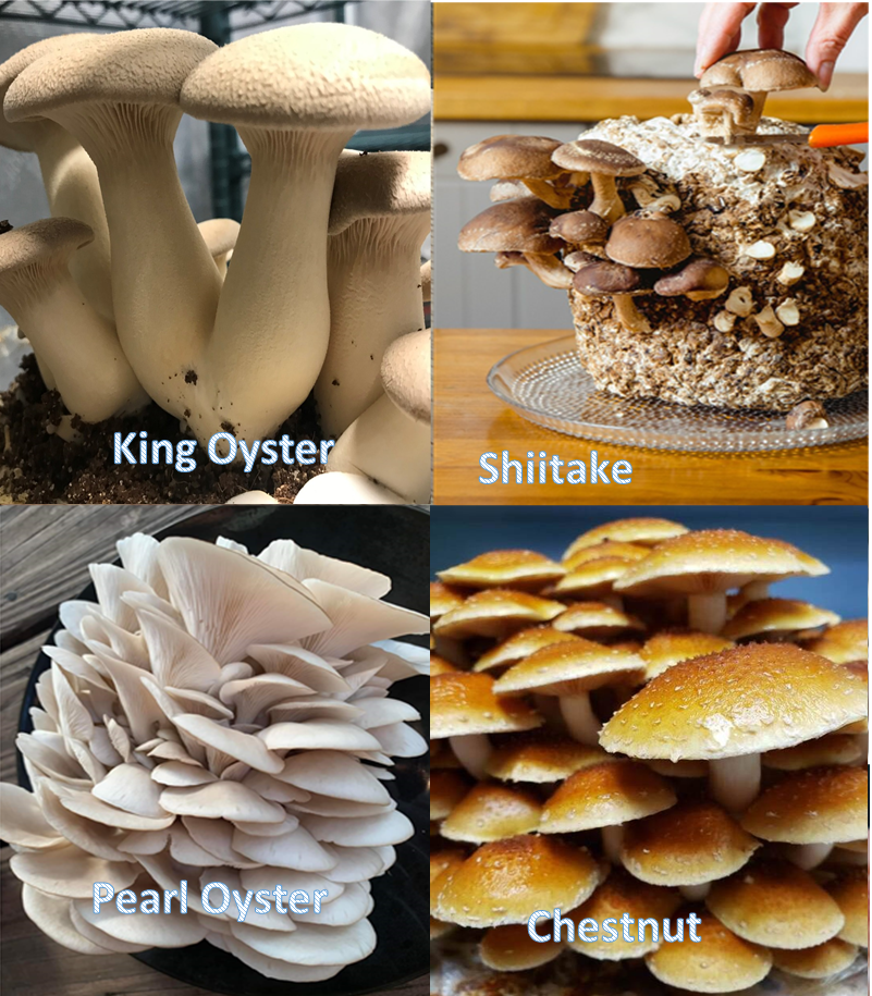 Epic Gourmet Mushroom Pack - 9 Varieties!