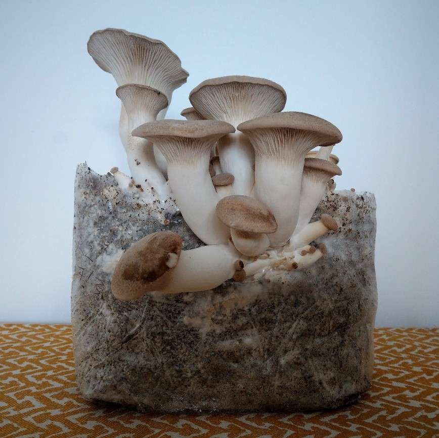 King Oyster Mushroom grow kit