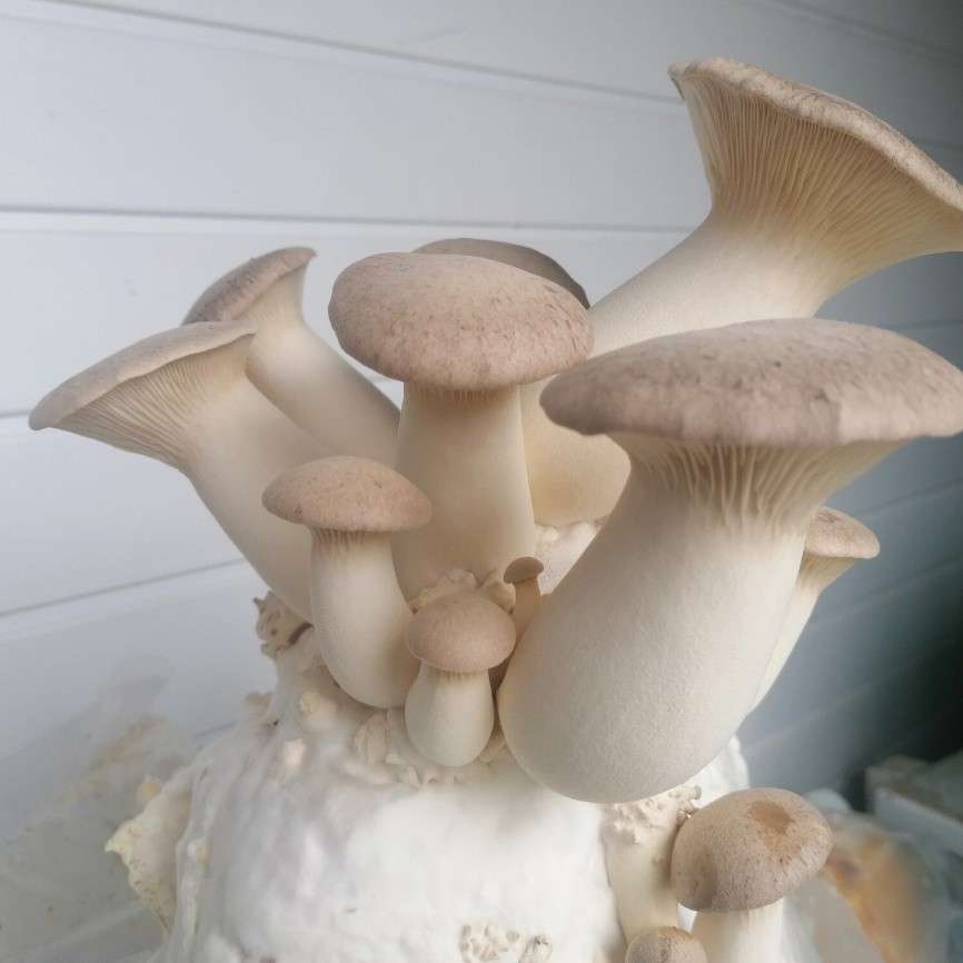 King Oyster Mushroom grow kit