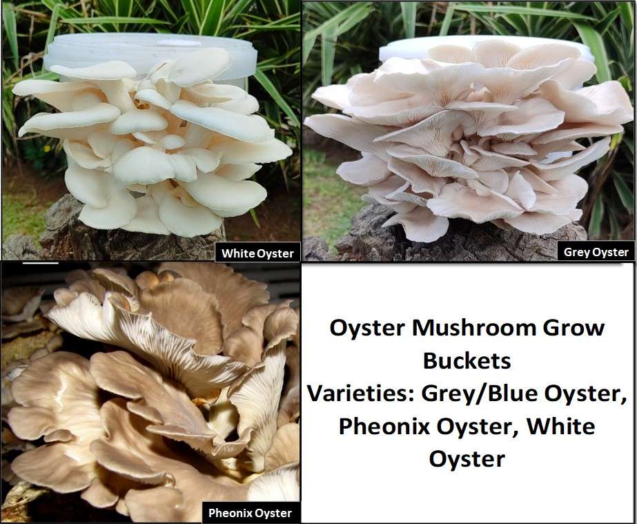 Oyster Mushroom Variety grow kits (3 x 5L/2.5kg)