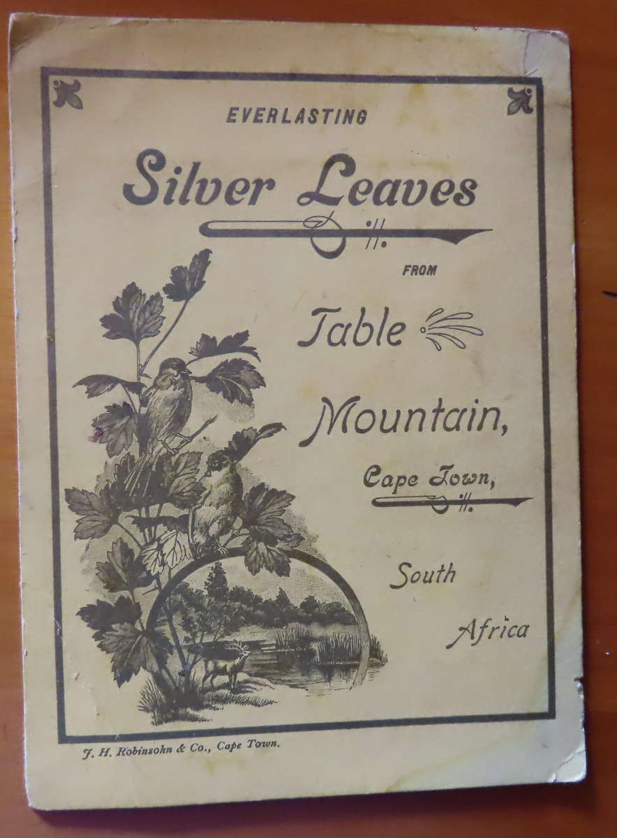 Silver Leaves (Everlasting) From Table Mountain - with arrival of R.M.S. Saxony