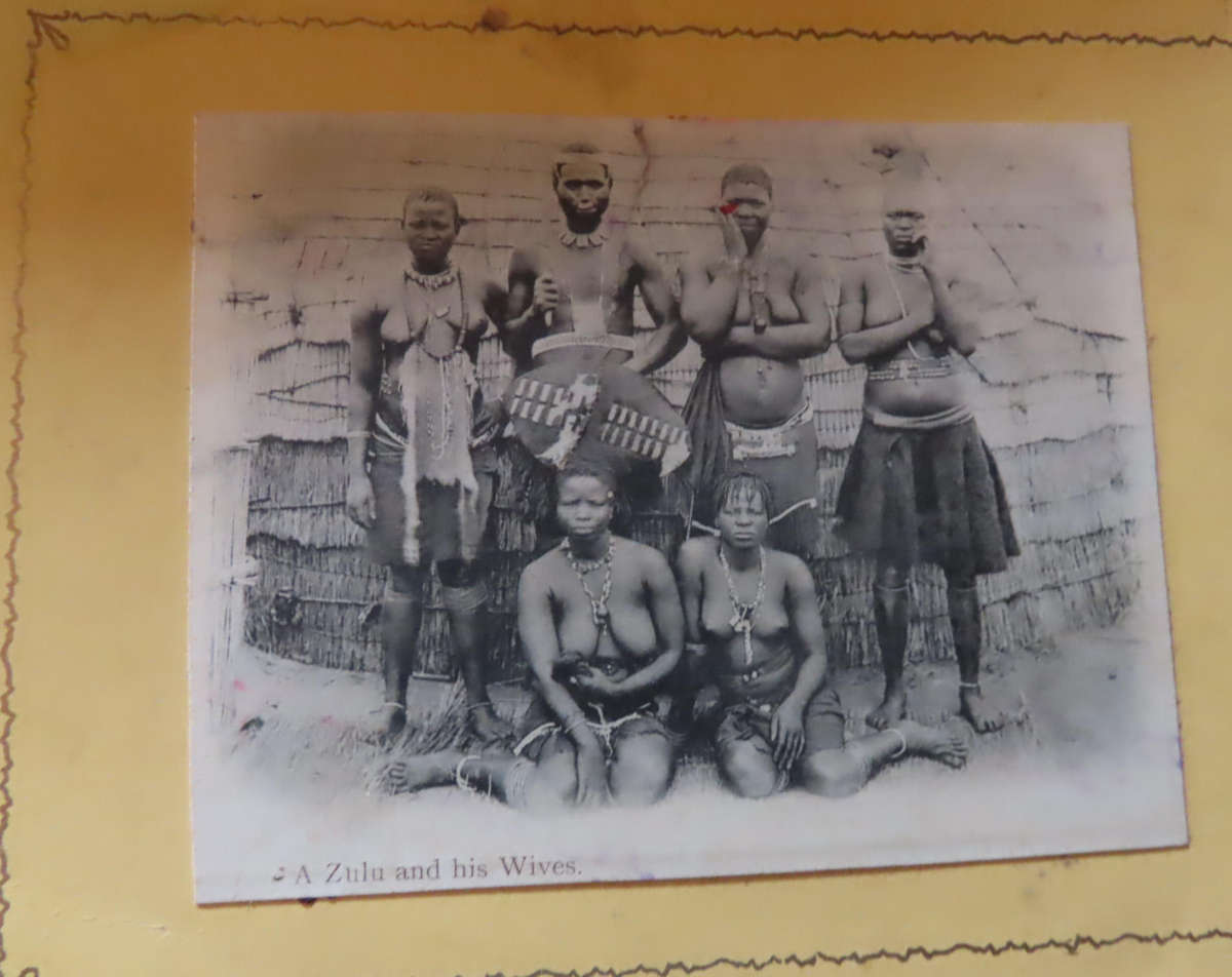 Silver Leaves (Everlasting) From Table Mountain - with arrival of R.M.S. Saxony