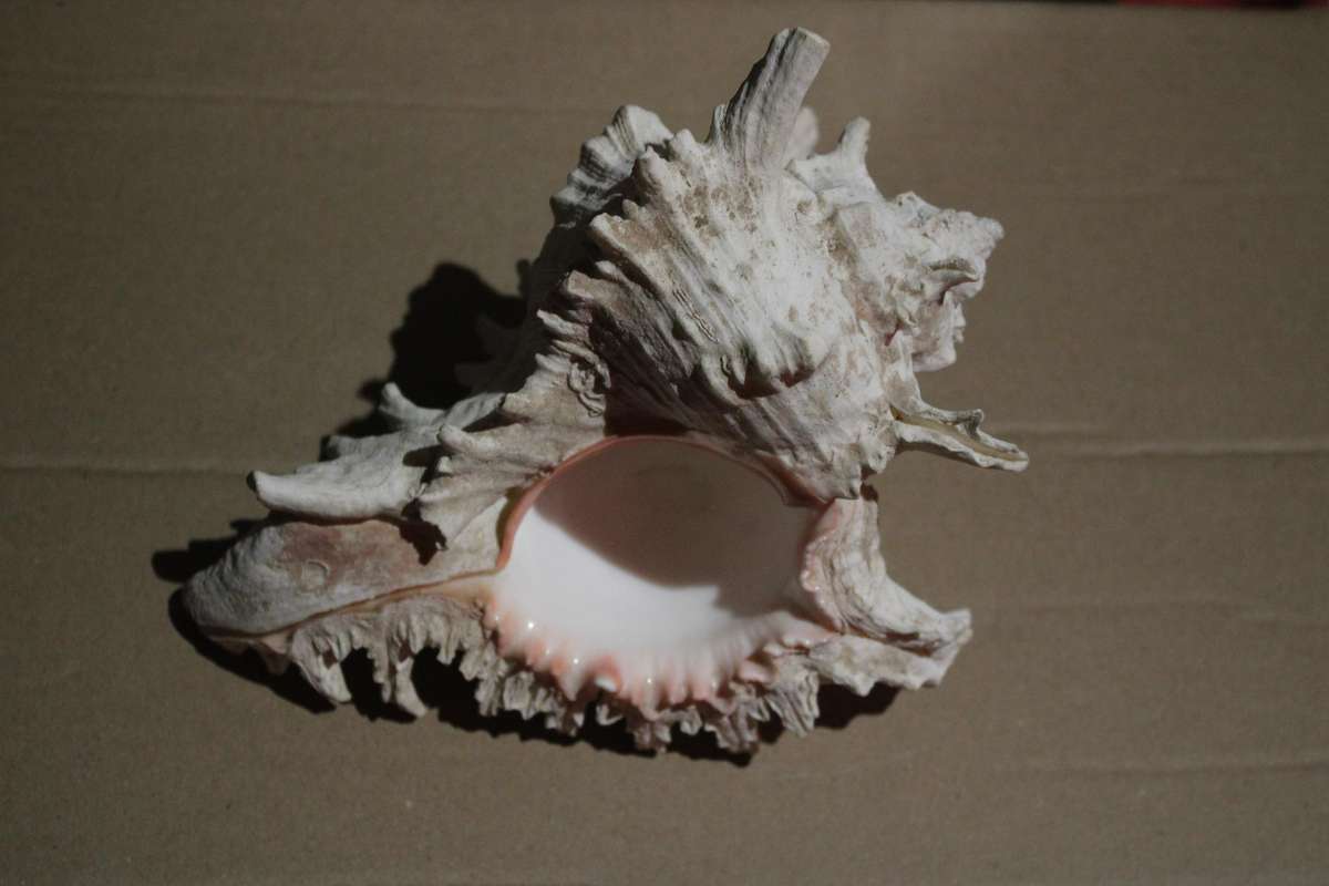 RARE FIND IN THIS SIZE  A HUGE RAMOSE MUREX SEA SHELL IN PRESTINE CONDITION
