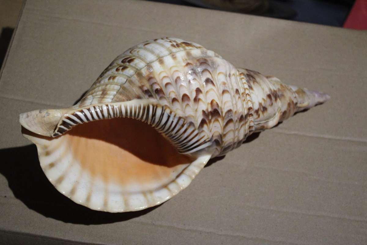 RARE FIND IN THIS SIZE  GIANT 28 CM TRITONS TRUMPET SHELL IN PRESTINE CONDITION