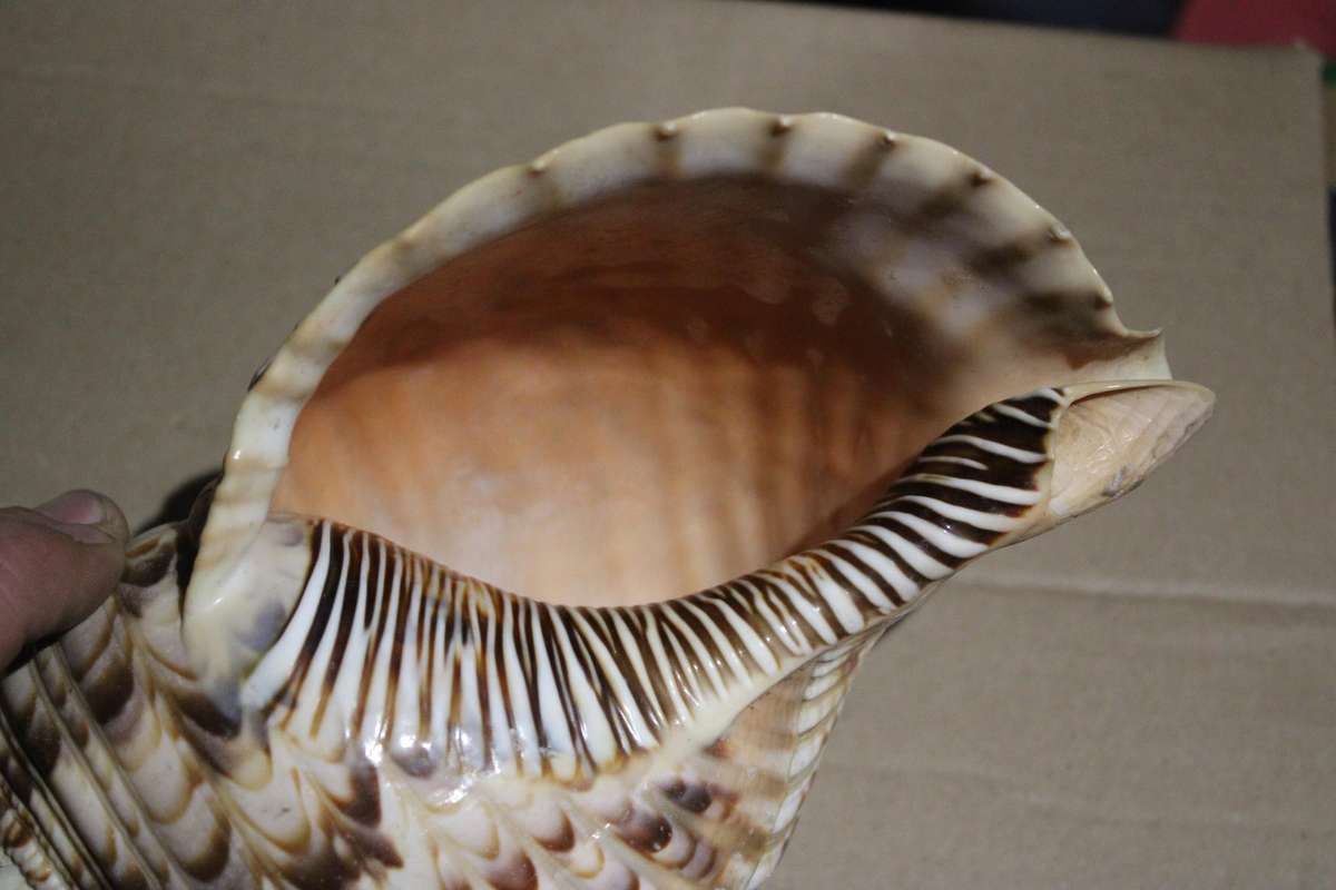 RARE FIND IN THIS SIZE  GIANT 28 CM TRITONS TRUMPET SHELL IN PRESTINE CONDITION
