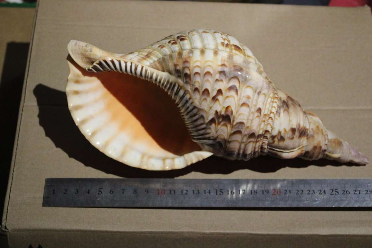 RARE FIND IN THIS SIZE  GIANT 28 CM TRITONS TRUMPET SHELL IN PRESTINE CONDITION