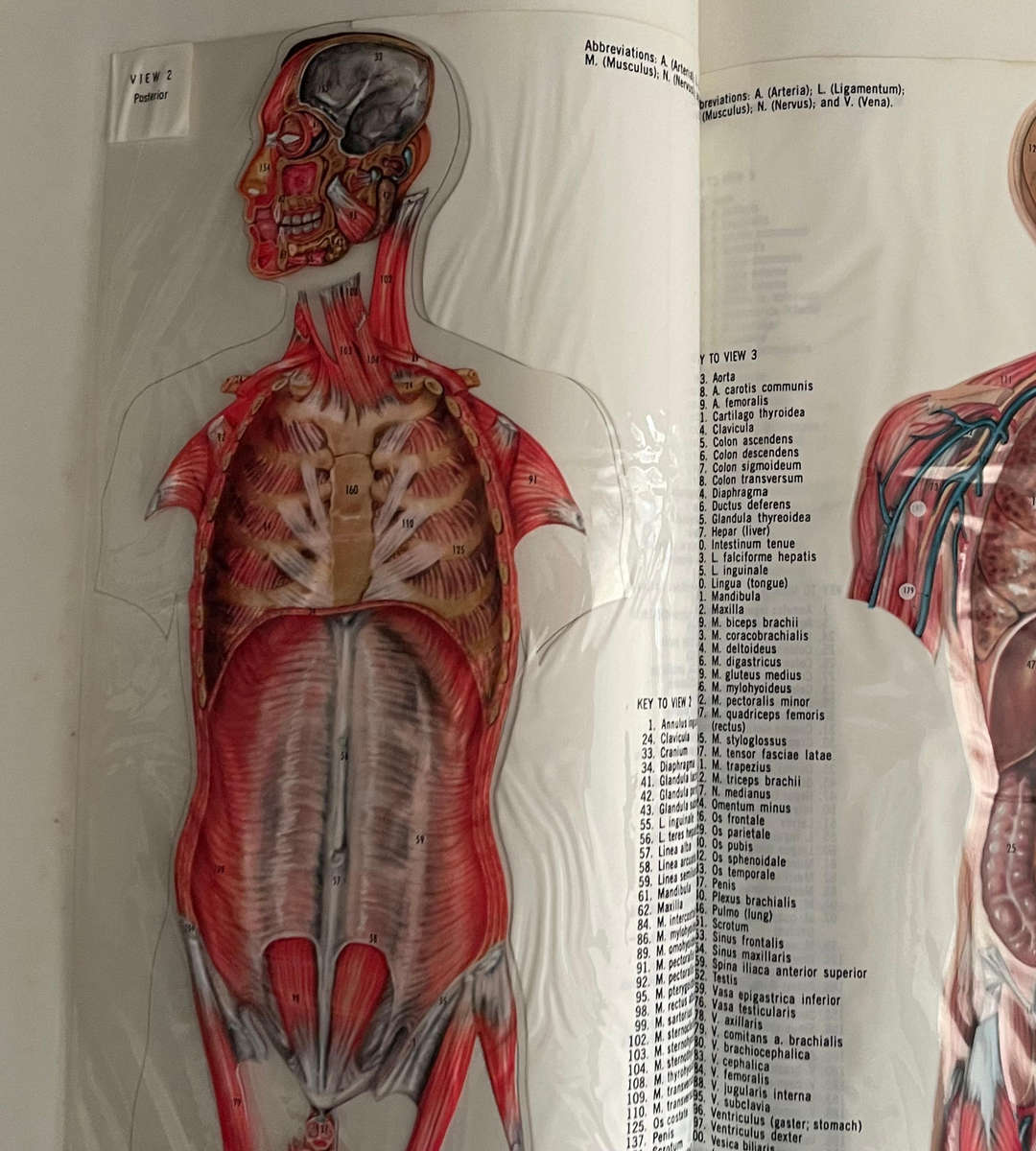 Encyclopedia Britannica 15th Edition (1970s) | 32-Volume Set  40 Books Total | Classic Reference