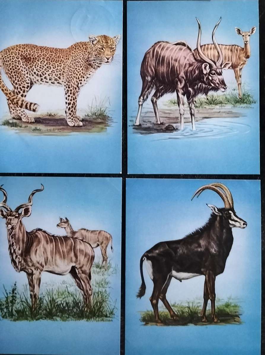 Vintage Kruger National Park Post Cards (x 4)