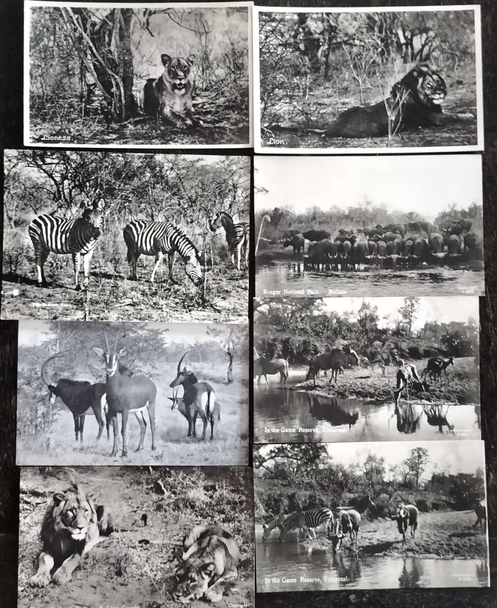 Vintage Kruger National Park black and white Post Cards (x 8)