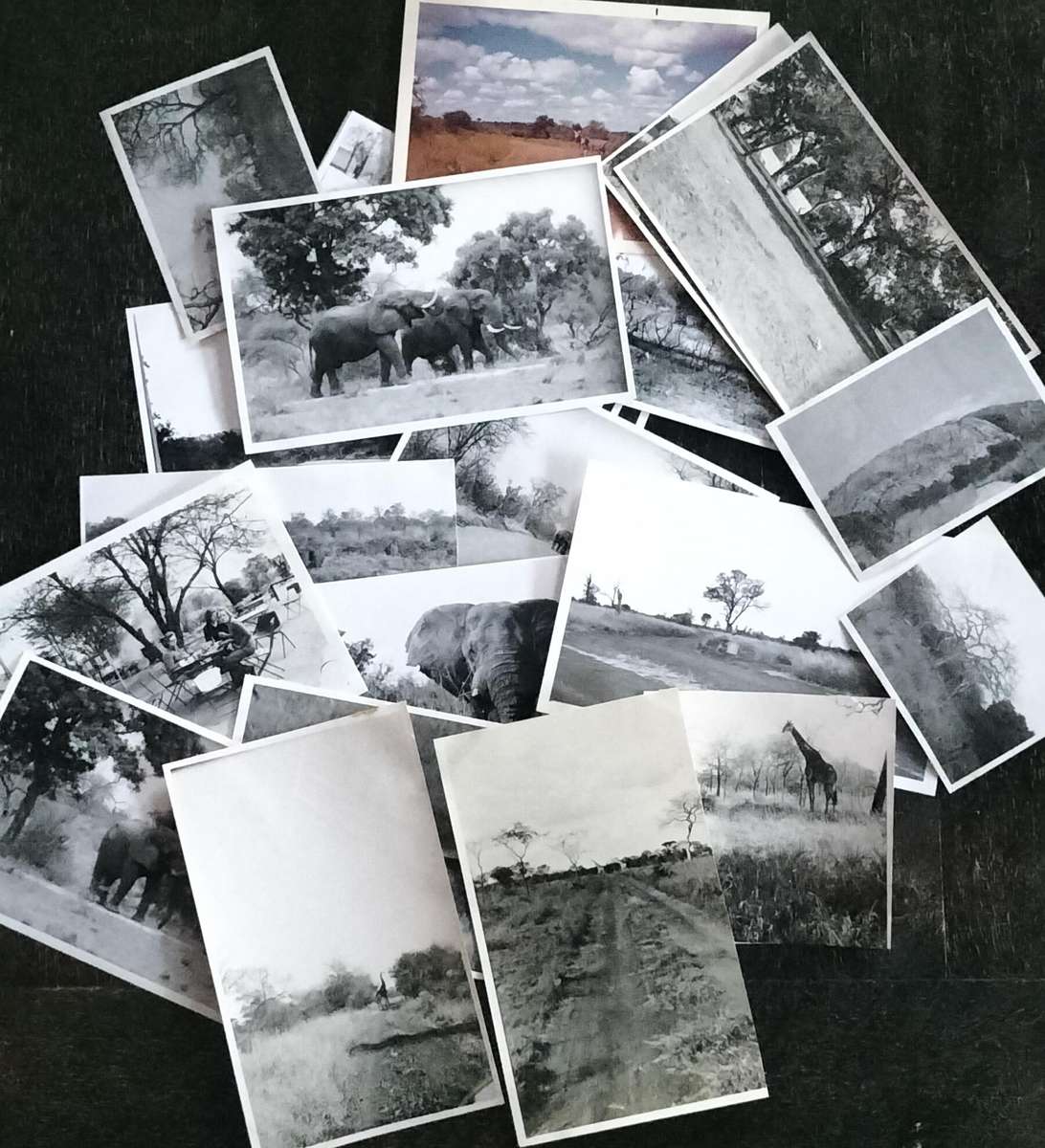 Kruger National Park - black and white snapshots (x 30)