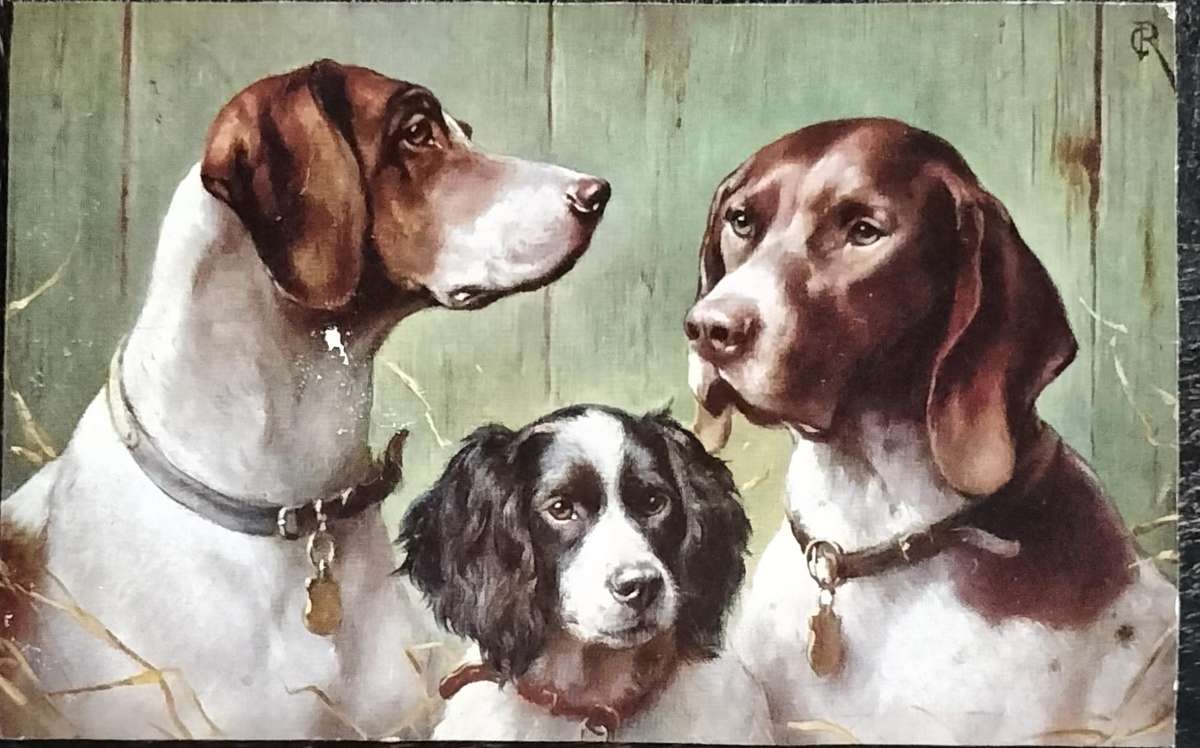 Vintage Post Card - Dogs
