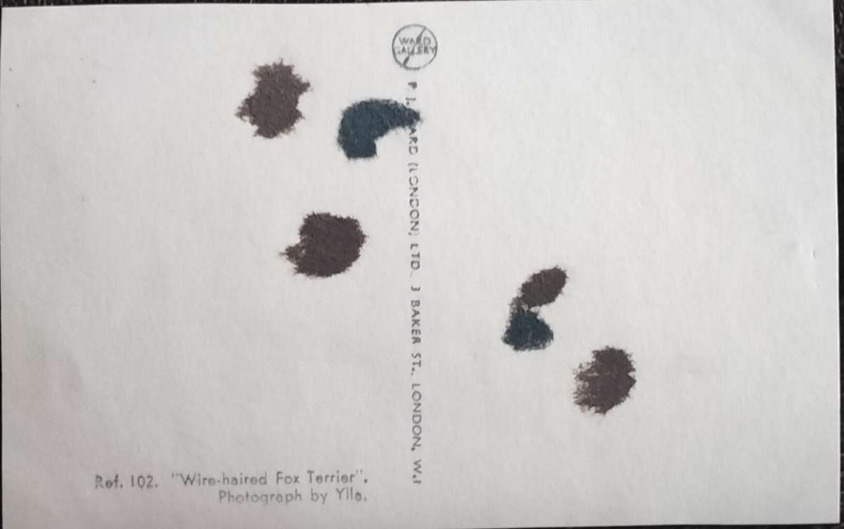 Vintage Post Card - Dogs