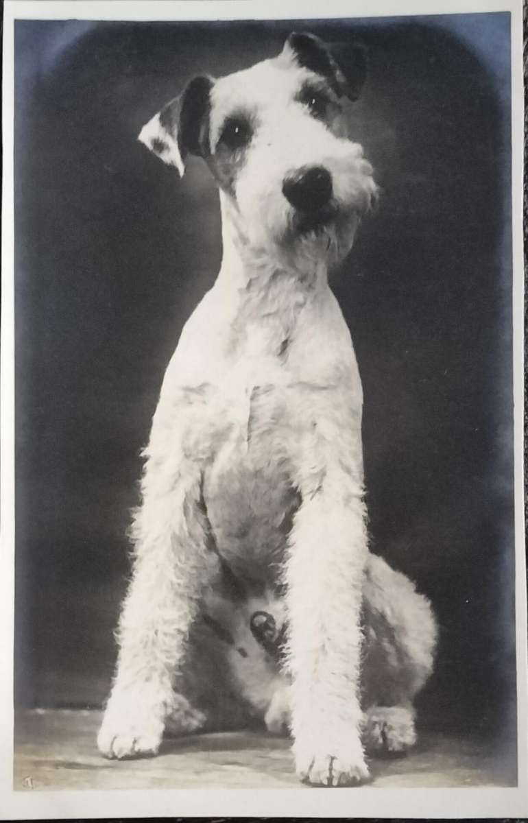 Vintage Post Card - Dogs