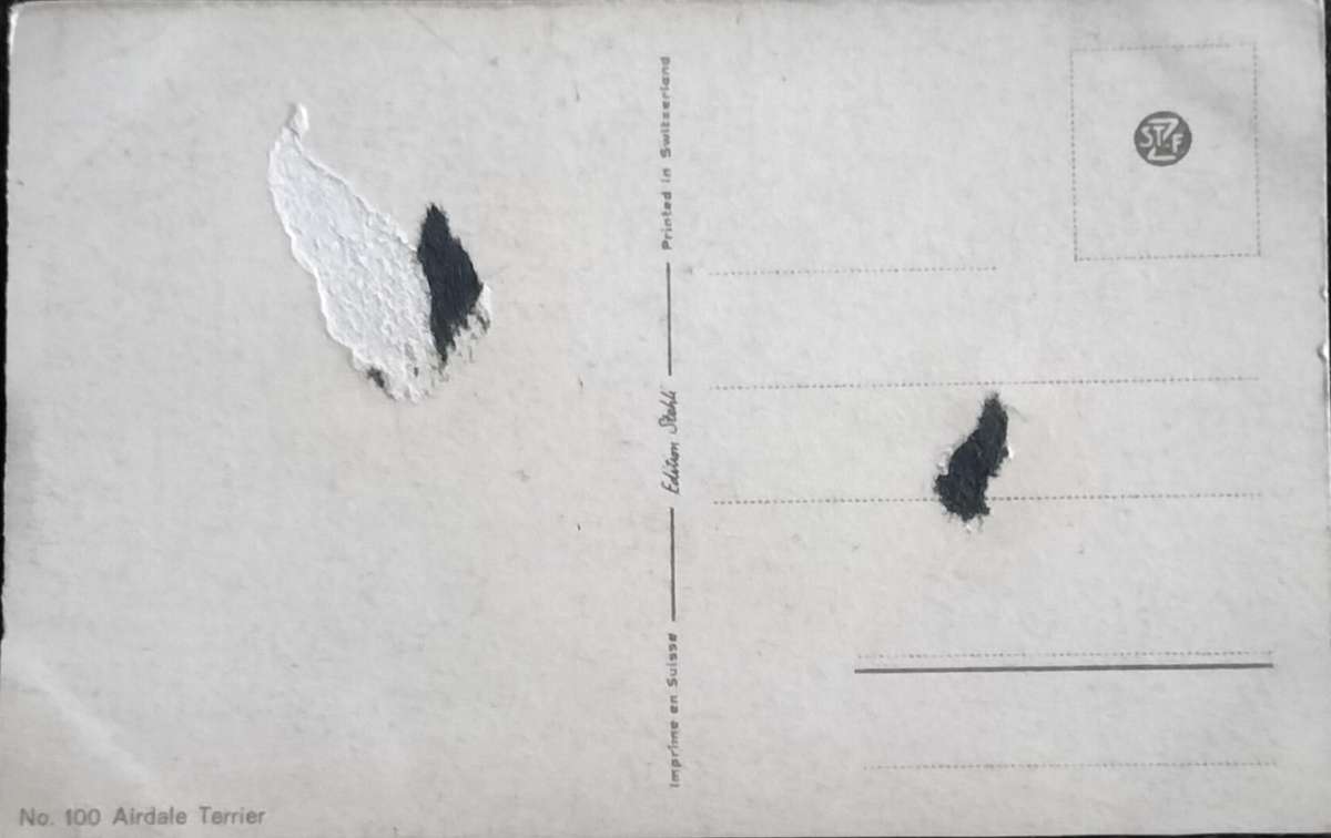 Vintage Post Card - Dogs