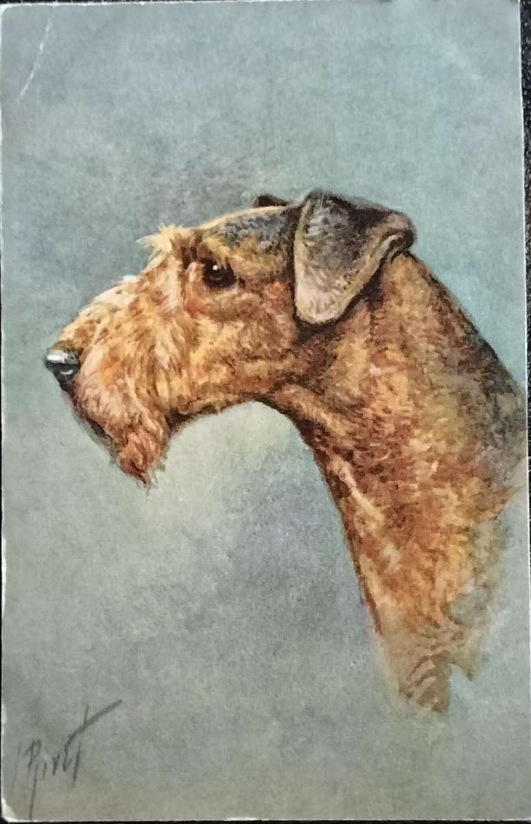 Vintage Post Card - Dogs