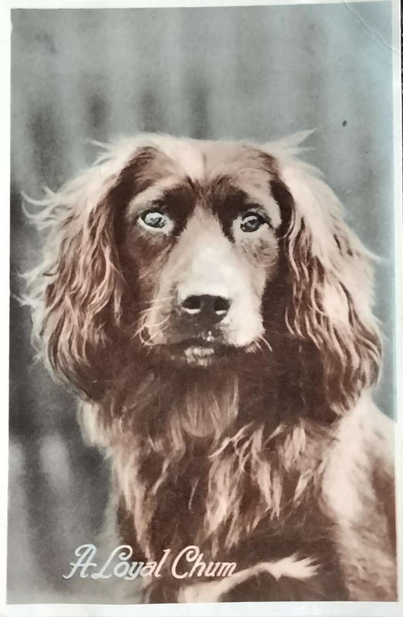 Vintage Post Card - Dogs