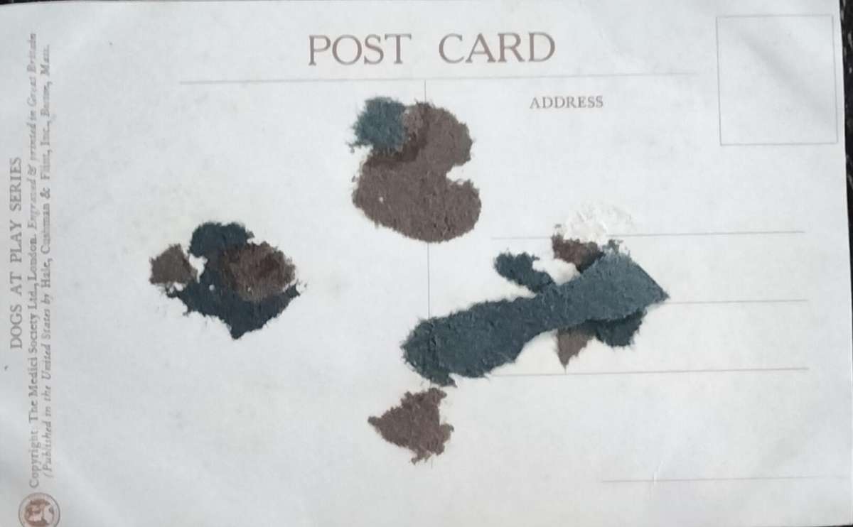 Vintage Post Card - Dogs