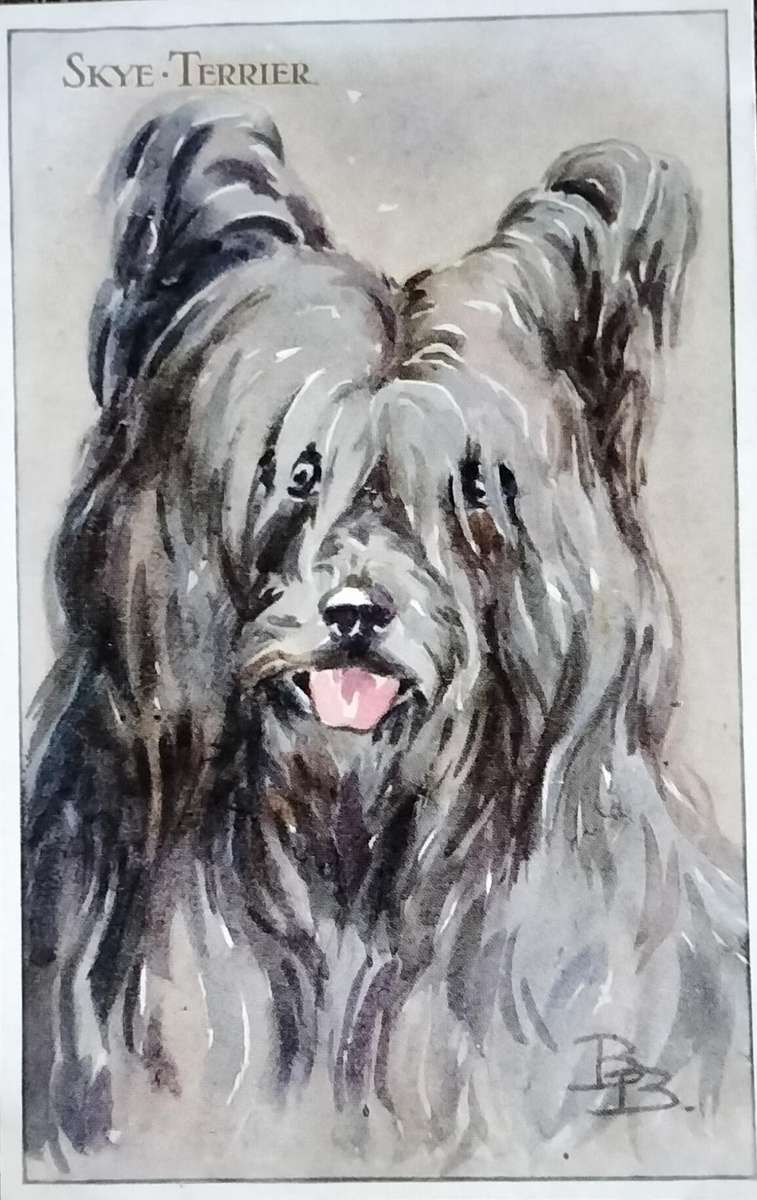 Vintage Post Card - Dogs