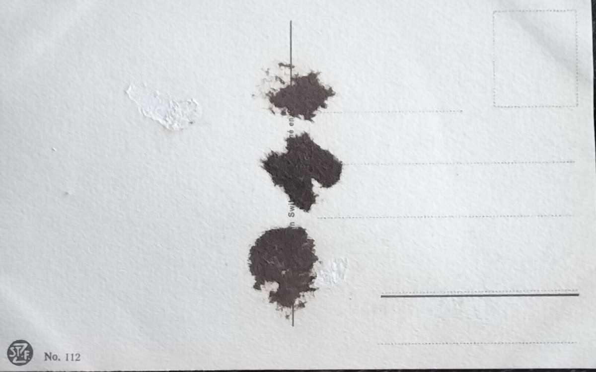 Vintage Post Card - Dogs