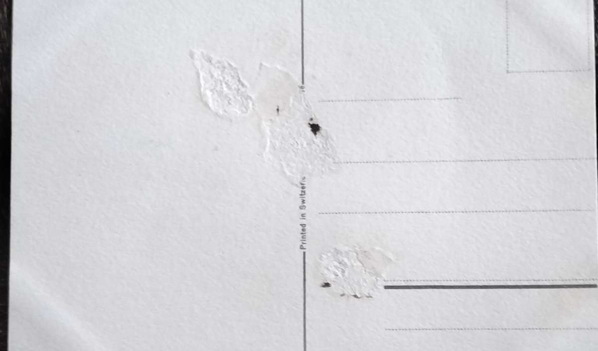 Vintage Post Card - Dogs