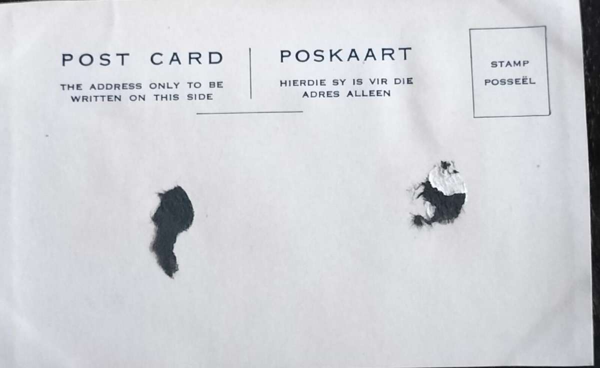 Vintage Post Card - Dogs