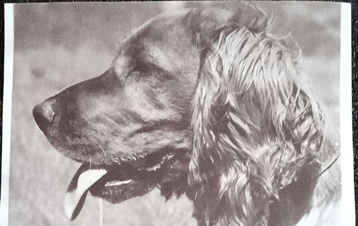 Vintage Post Card - Dogs