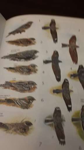 BOOK -  Sasol Birds of Southern Africa