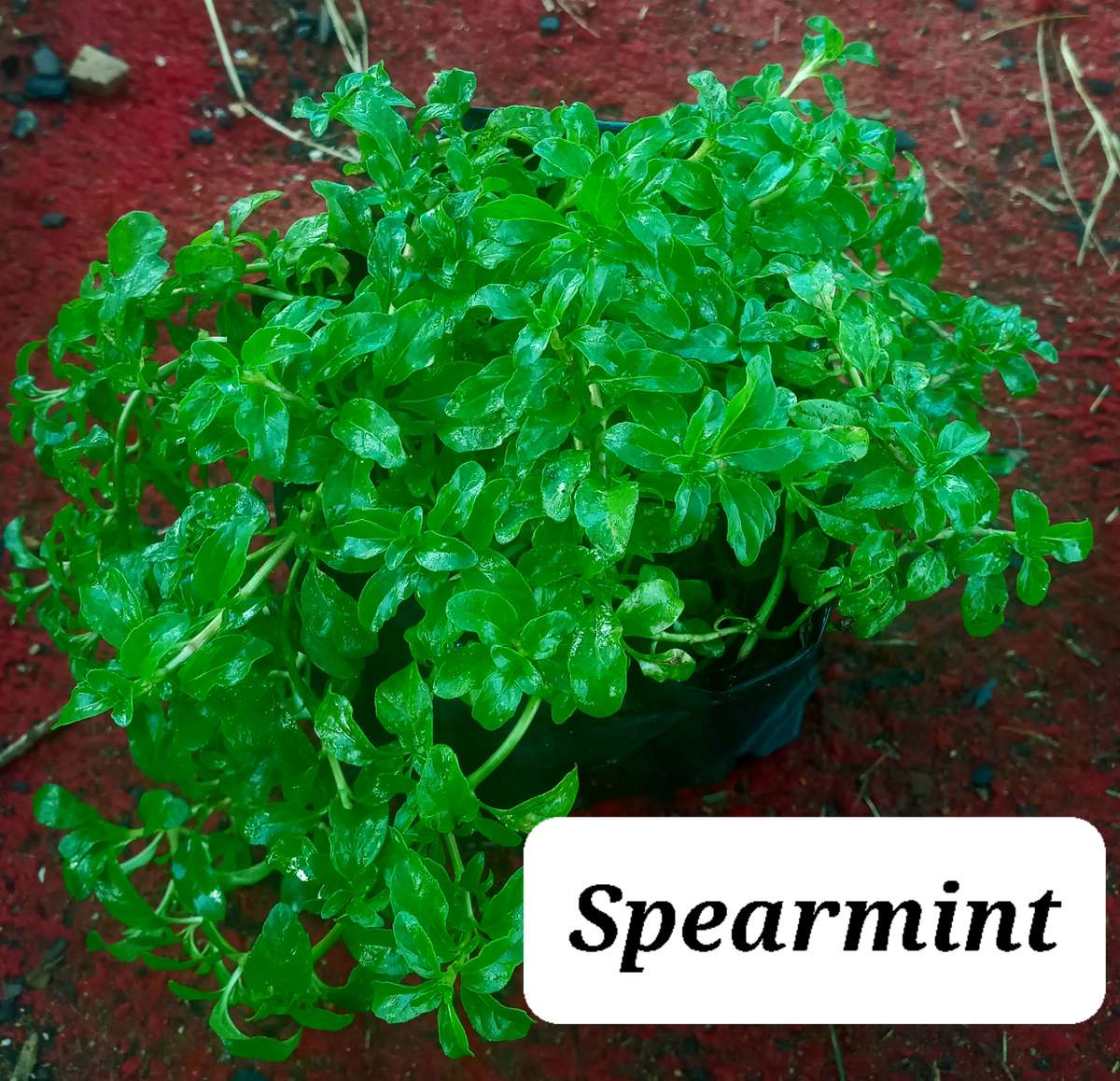 Spearmint (creeping)