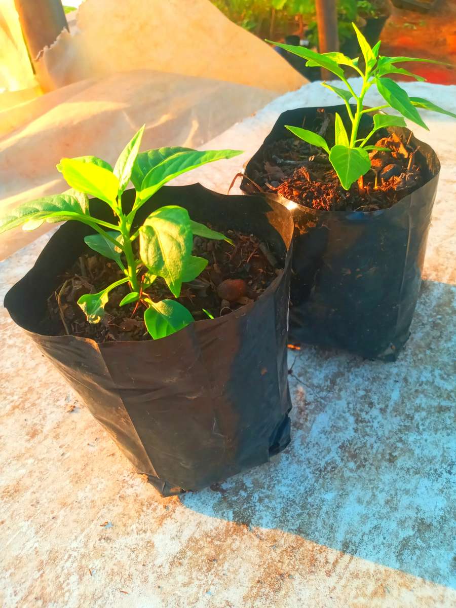 Bird's eye Chilli plants