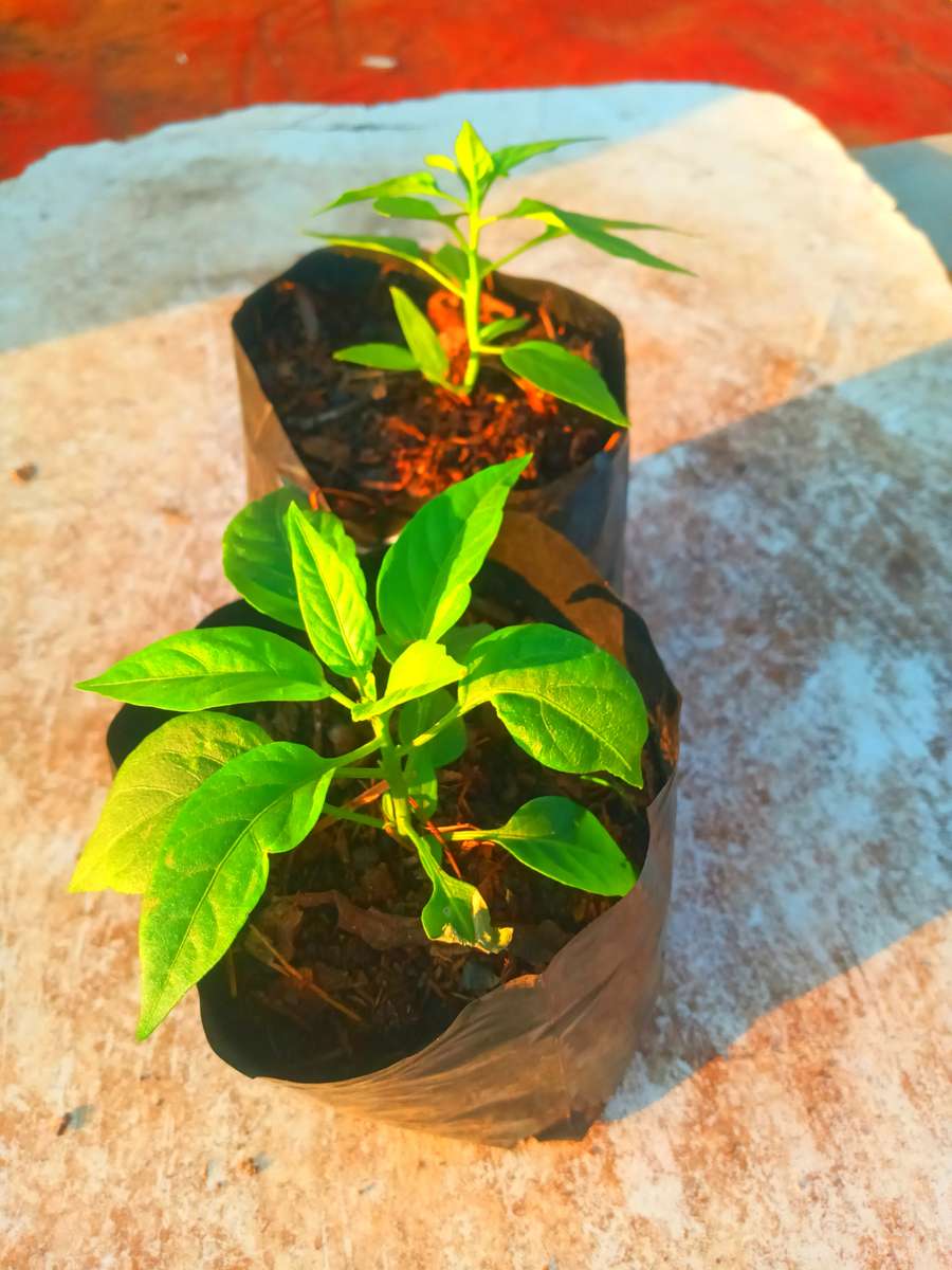 Bird's eye Chilli plants