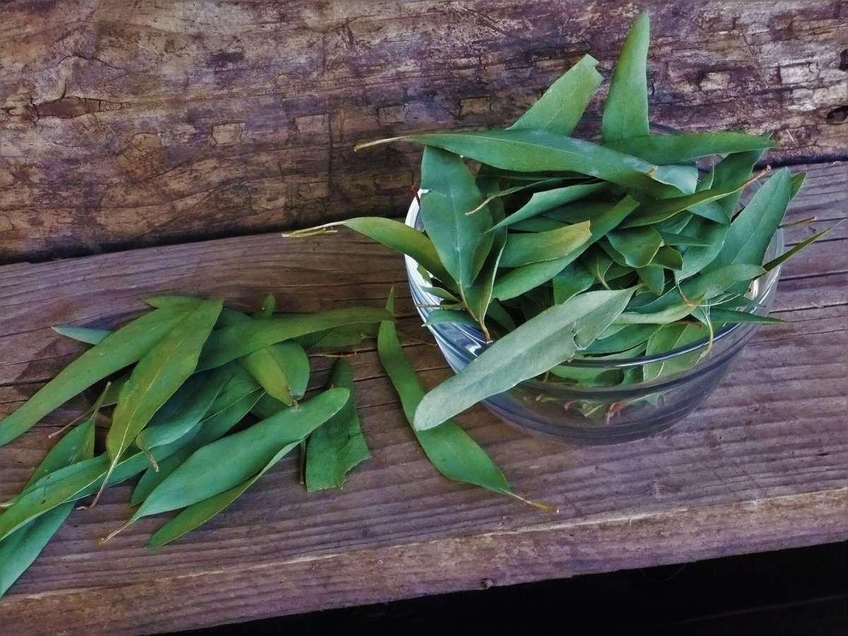 Eucalyptus leaves (50g dried)
