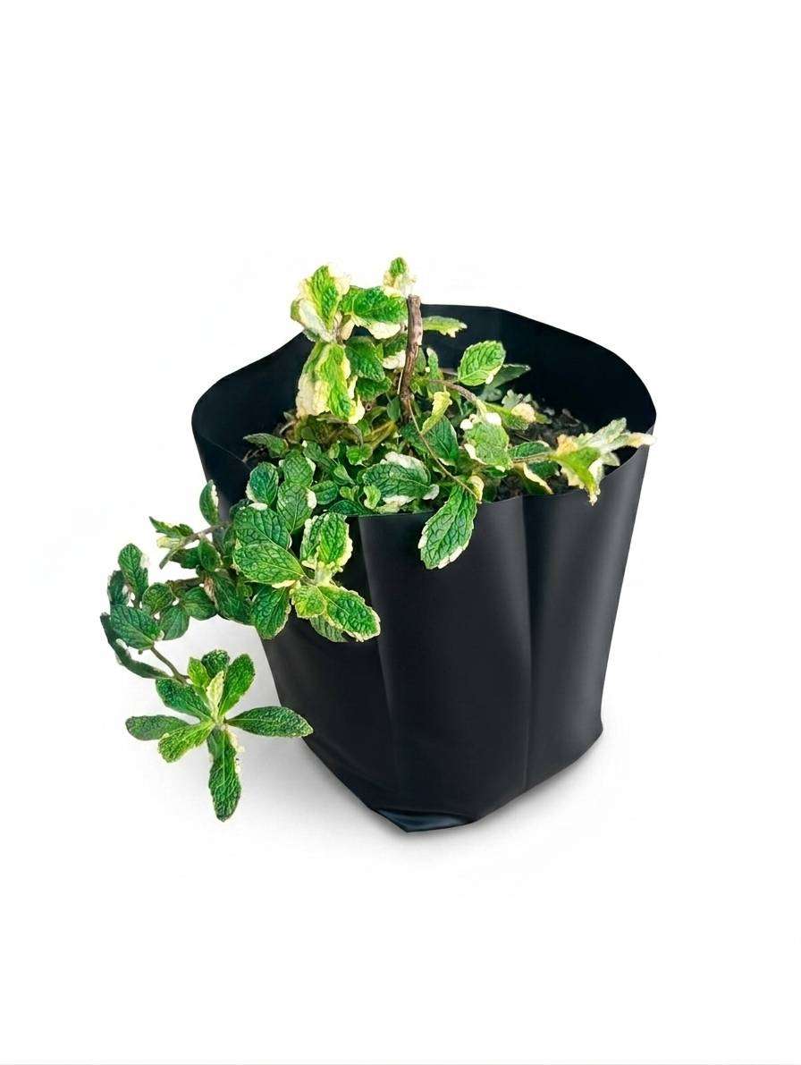 Pineapple mint plant