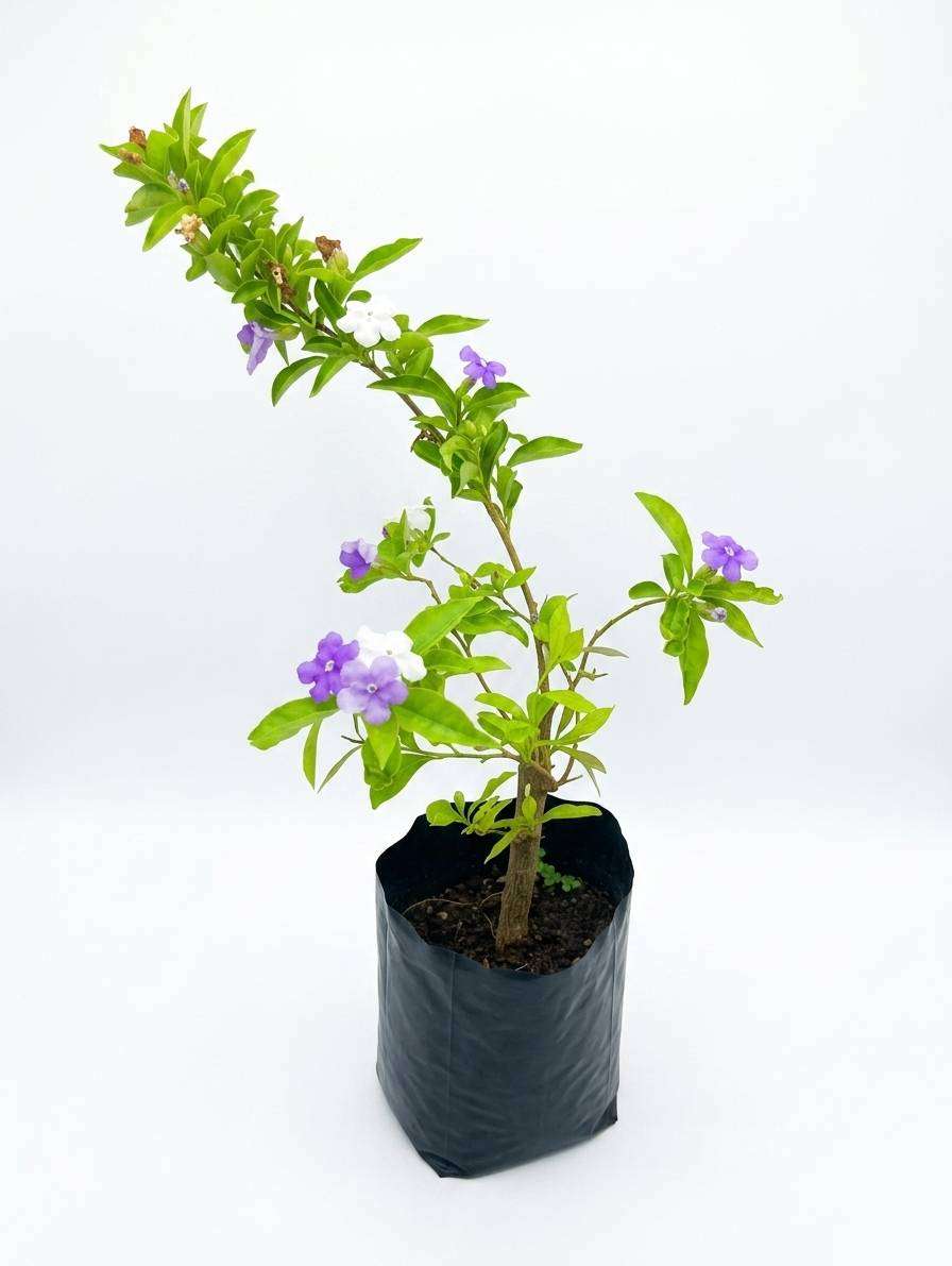 Yesterday, Today, Tomorrow (Brunfelsia) flower