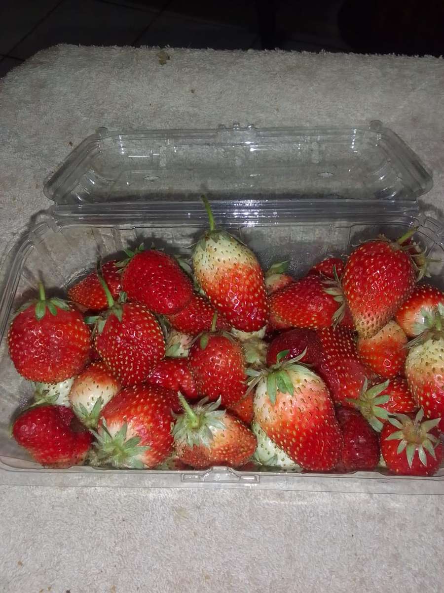 Strawberry plant (Potted) Eversweet Everbearing