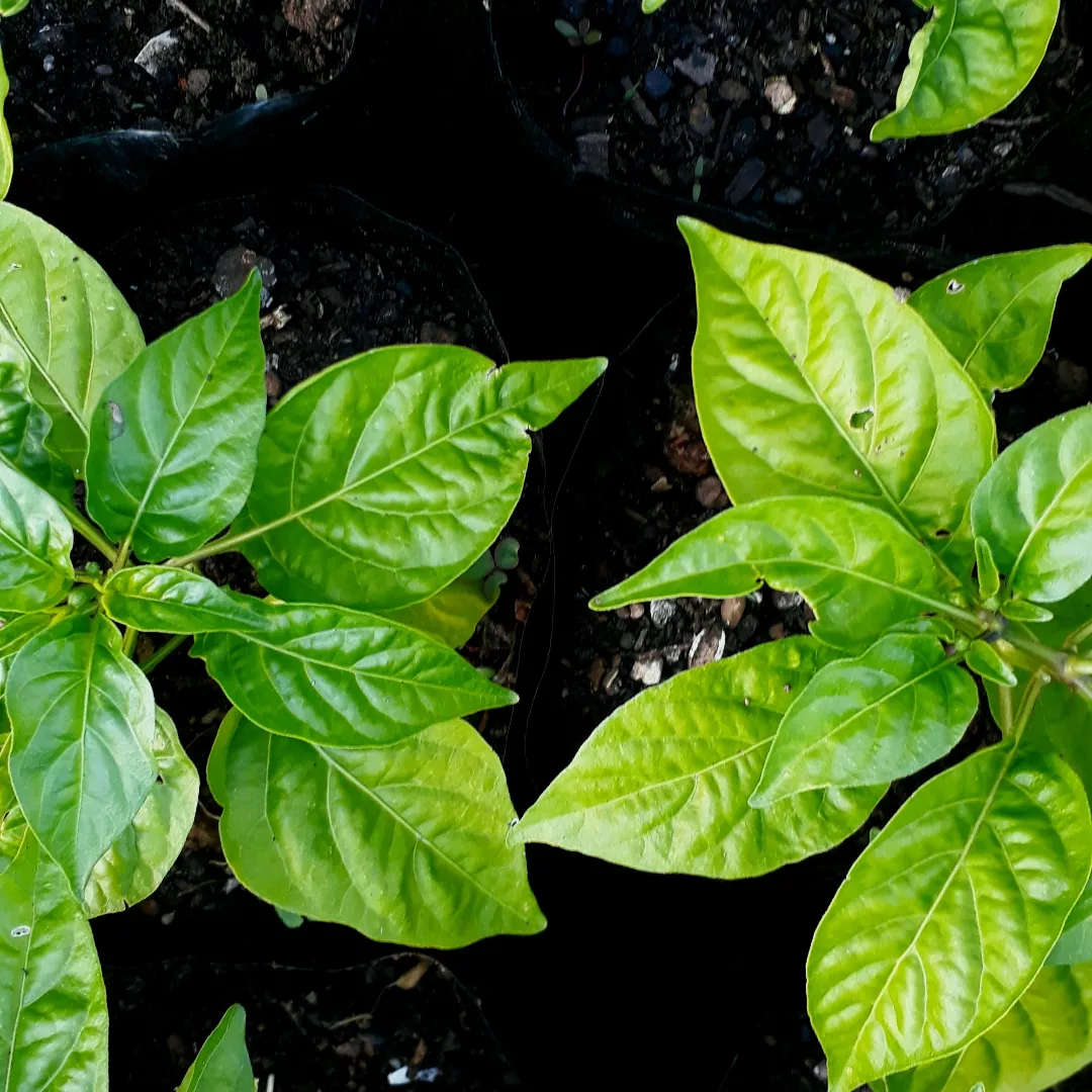 Habanero Chilli plants