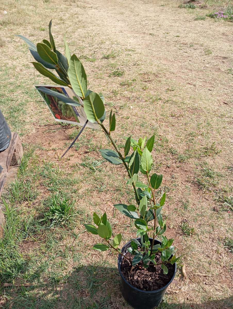 Bay Leaf Tree (Potted)