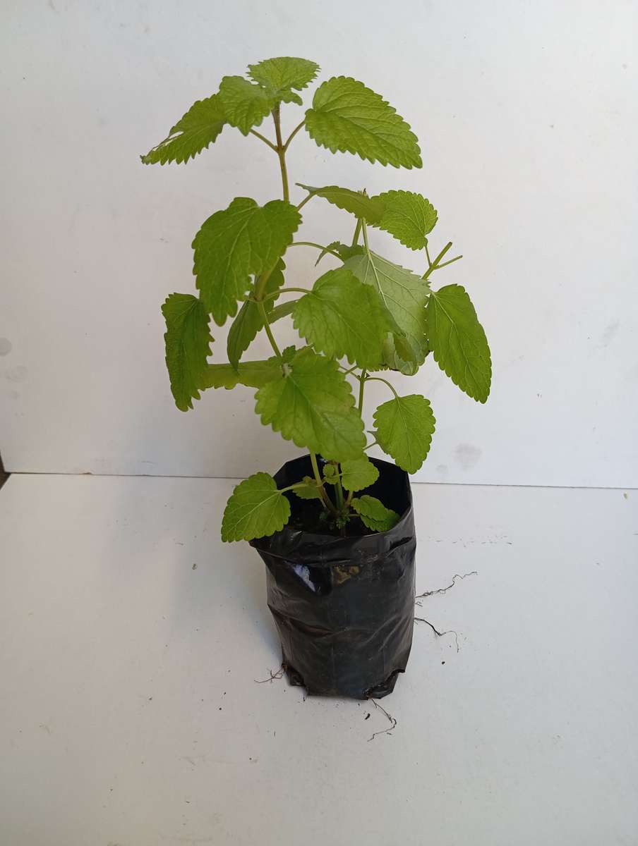 Lemon balm plant