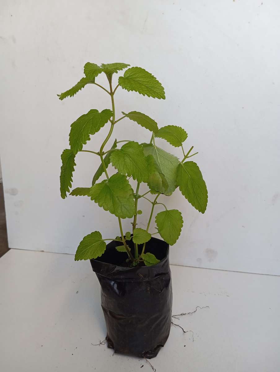 Lemon balm plant