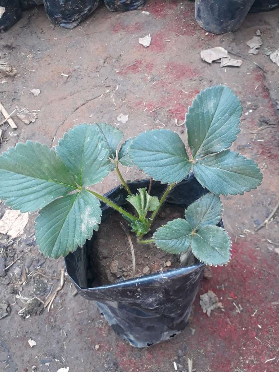 Strawberry plant (Potted) Eversweet Everbearing